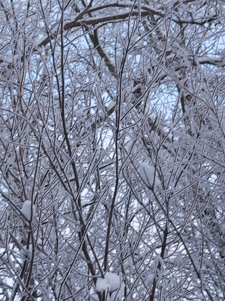 Найди снегиря