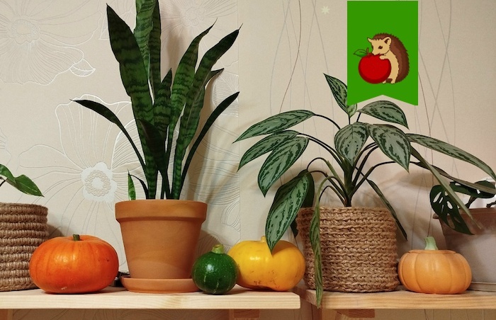 Что люблю добавлять в воду для опрыскивания растений: для блеска, красоты и здоровья листьев