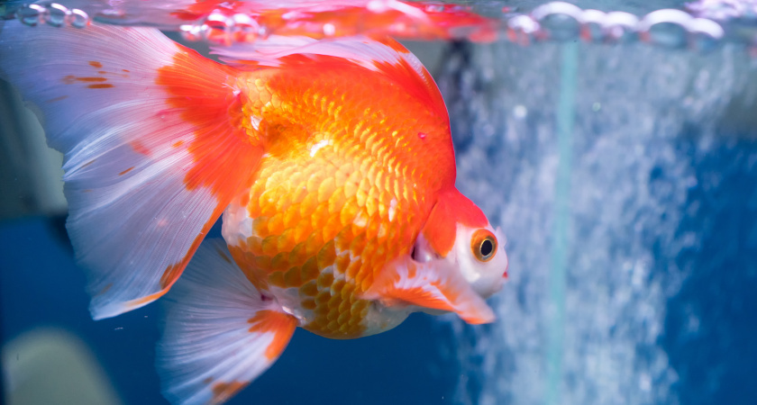    Изображение от victor217 на Freepik