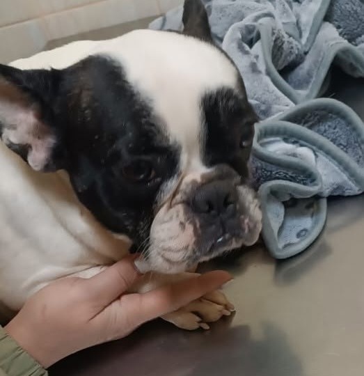 Знакомьтесь, к нам в группу прибыла новенькая бульдожка #Мартиша@frenchbull_help