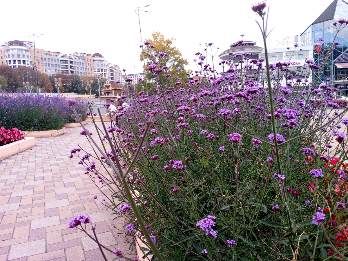 Вербена Бонарская в Кисловодске. Вход на Курортный бульвар со стороны Главпочтамт.