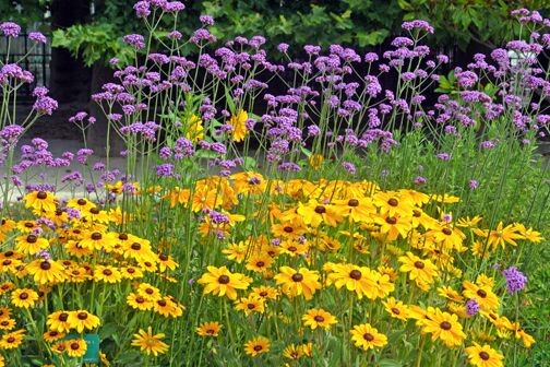 Вербена бонарская - ажурное, лиловое облоко в вашем саду.