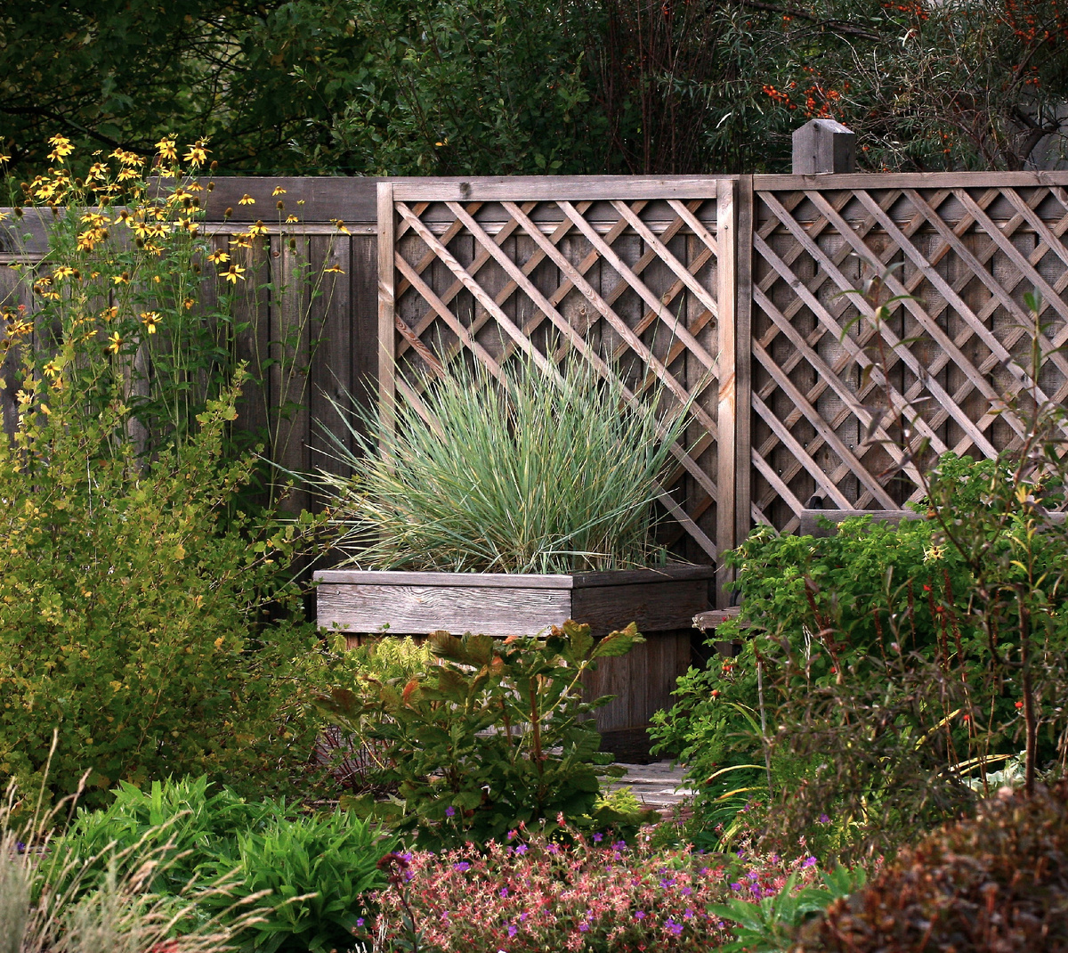 10. Колосняк