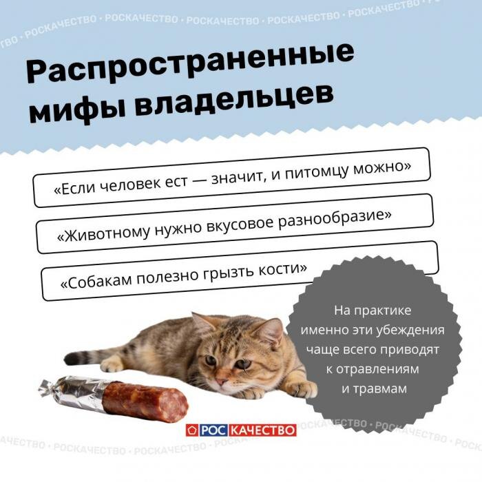 Чем нельзя угощать животных: список опасных продуктов
Фото: Роскачество