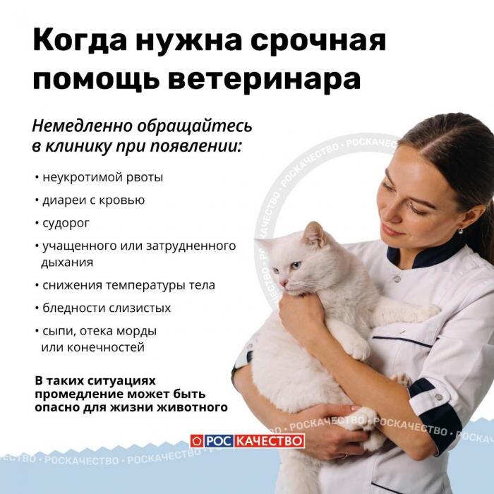 Чем нельзя угощать животных: список опасных продуктов
Фото: Роскачество