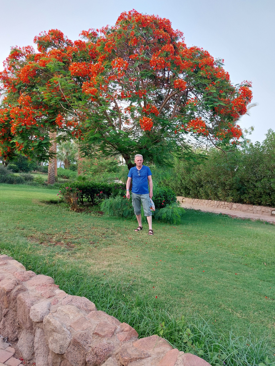 Египет, Домина