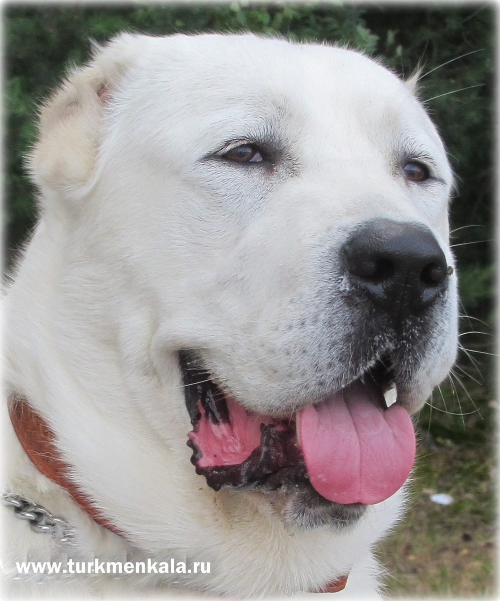 Туркмен Кала Сакар