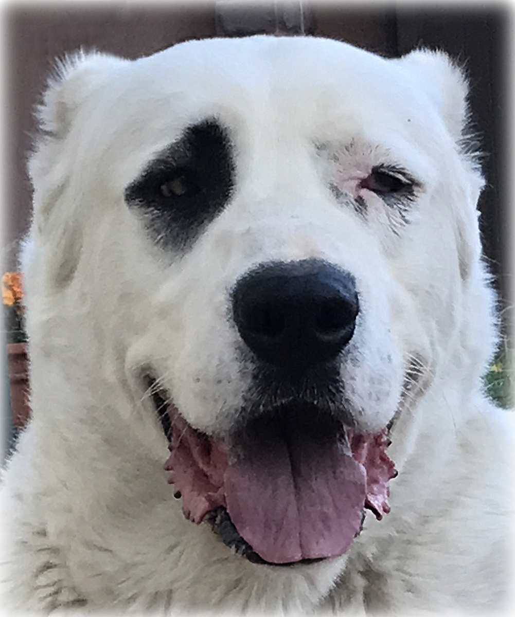 Отец — Вепалы (Верный), вывезенный из Туркмении, подаренный Президентом Туркмении Президенту РФ. Верный — внук Чемпиона в Туркмении Мешхура Аламана.

Мать — Туркмен Кала Е-Онлук, дочка Чакана, вывезенного из Туркмении, внучка Чемпиона в Туркмении Мешхура Аламана.