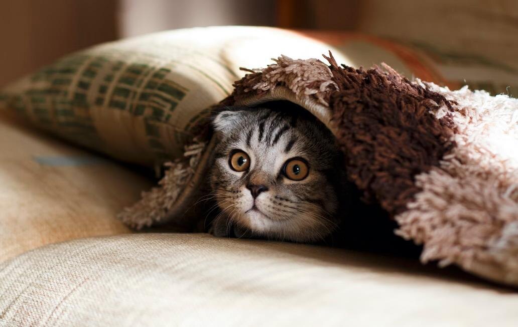 Яндекс Картинки