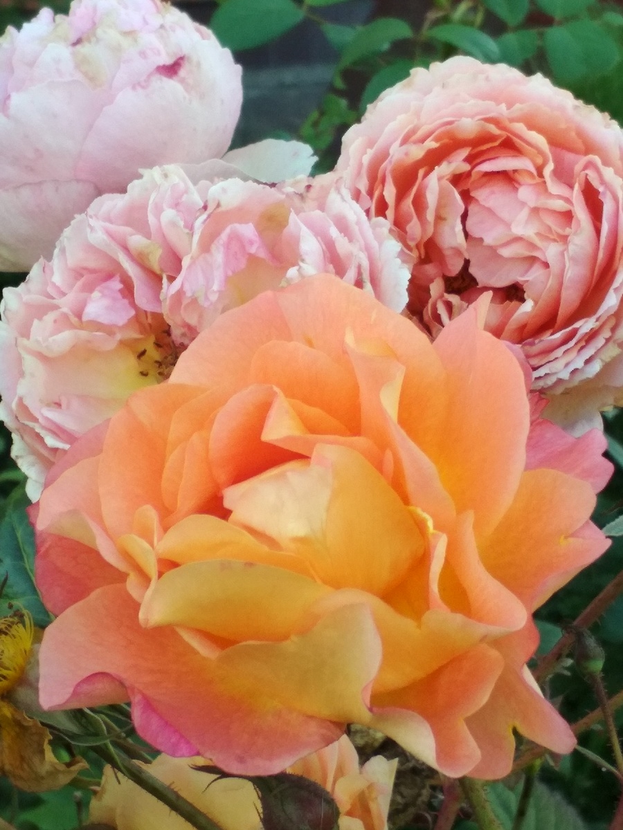 Westerland, Kordes - на переднем плане