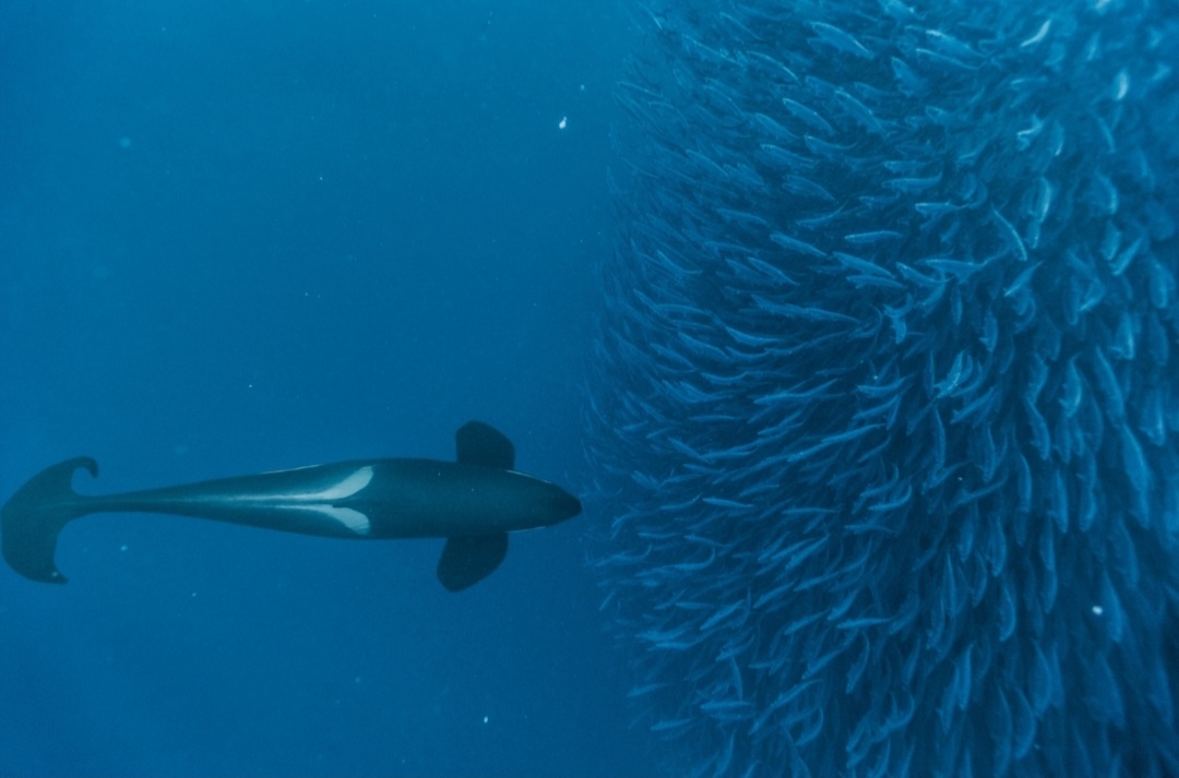 Касатка перед косяком рыб
