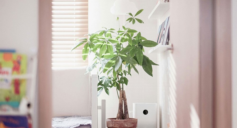 Очистка воздуха в квартире: лучшие методы для здоровья дыхательной системы