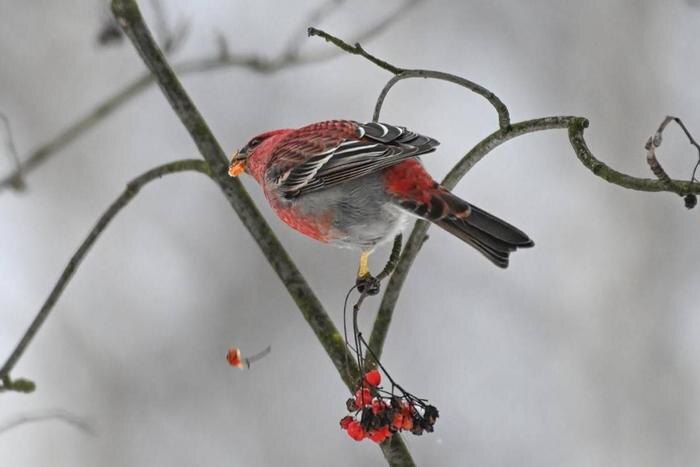 Обложка © Пресс-служба Департамента природопользования и охраны окружающей среды города Москвы