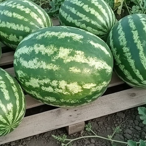 Сорт арбуза АУ Продюсер