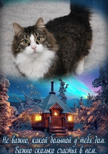 😻Пушочек тоже ждёт Чуда🎁 хочет найти свой дом мечты!🏡