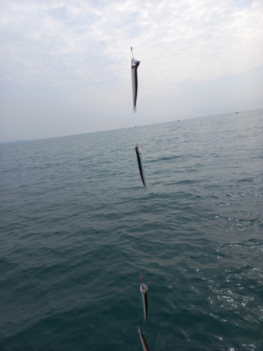 
(Фото: Улов ставриды на самодур — свежий и обильный!)