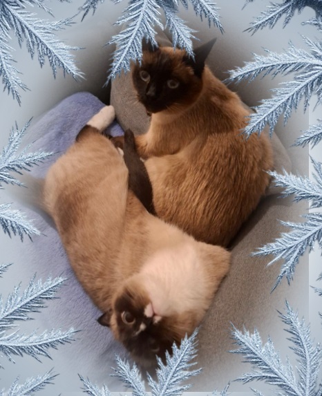 Бусинка не просто обрела дом — она обрела лучшую подругу.🐈🐈