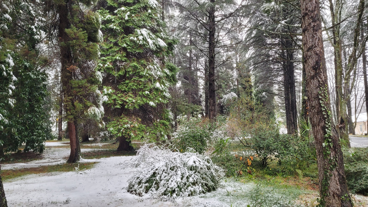 Заснеженные сочинские пейзажи у нас на территории
