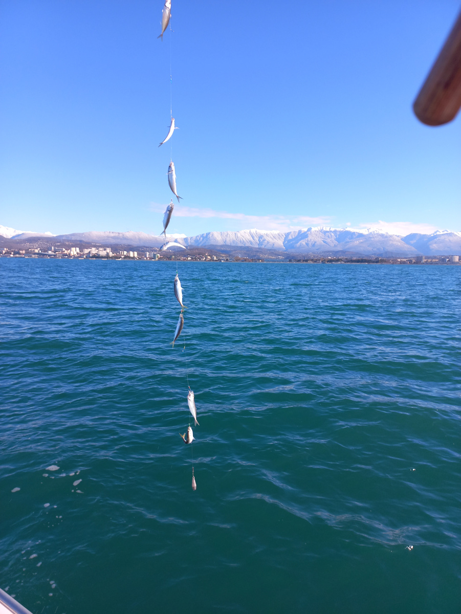 Ставки на ставриду