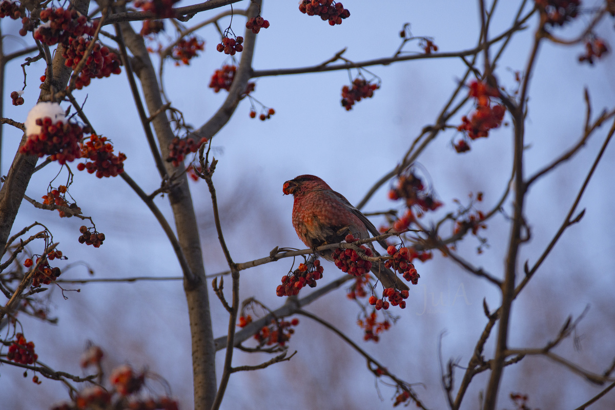 Самец щура лакомится рябиной