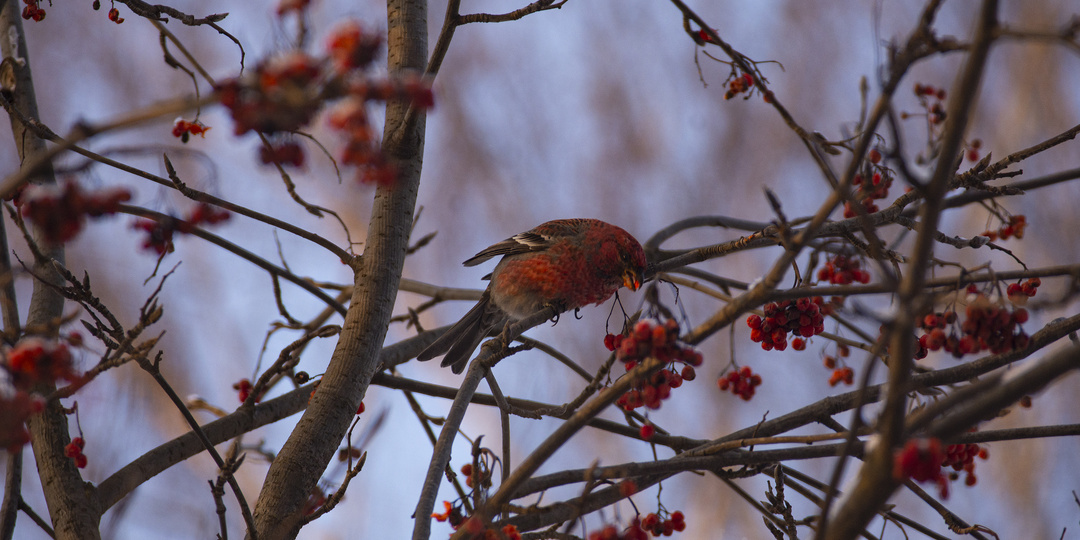 Финский попугай во Владимирской области: в регион прилетели редкие гости с севера