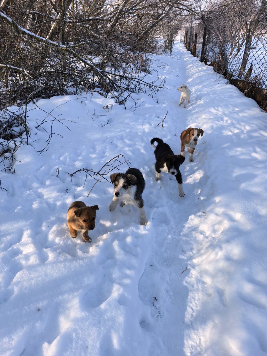 Тренирую их по-тихонечку, как могу. Правой! Левой! Фото из архива автора