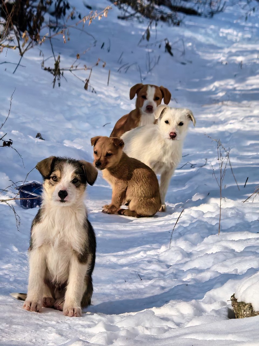 Смирно! Фото из архива автора