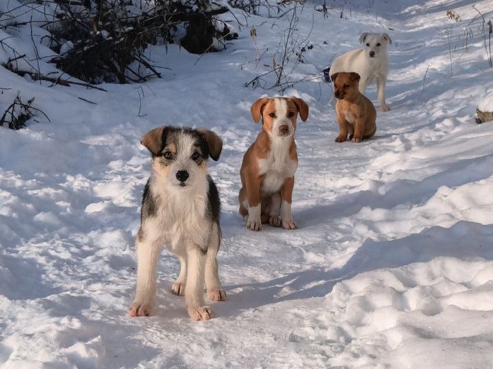 Кошек люблю, но сегодня снова о собаках и их стерилизации