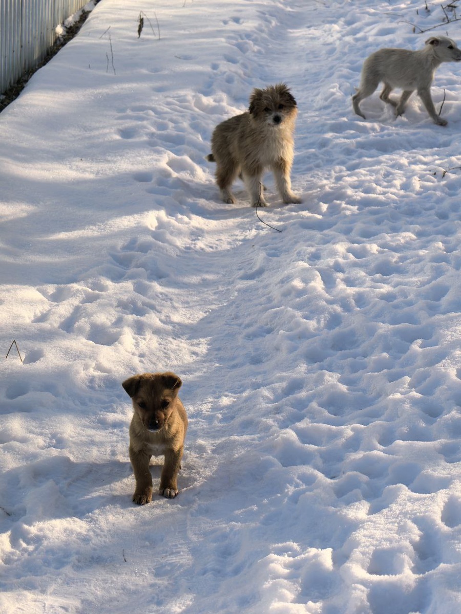 И крошка, и мама, и щенки побольше (постарше?). Фото из архива автора