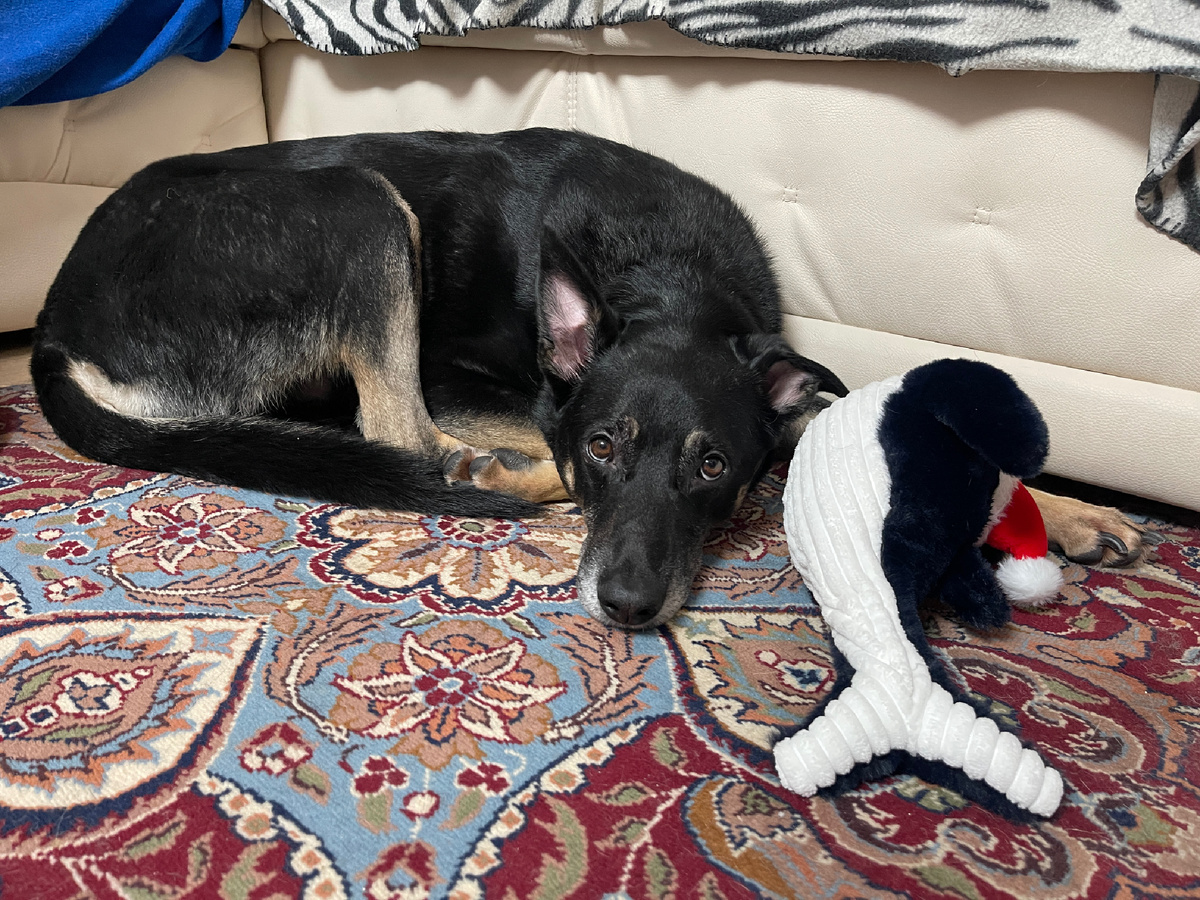 И я уверен, за это на меня мои человеки не обижаются 😊