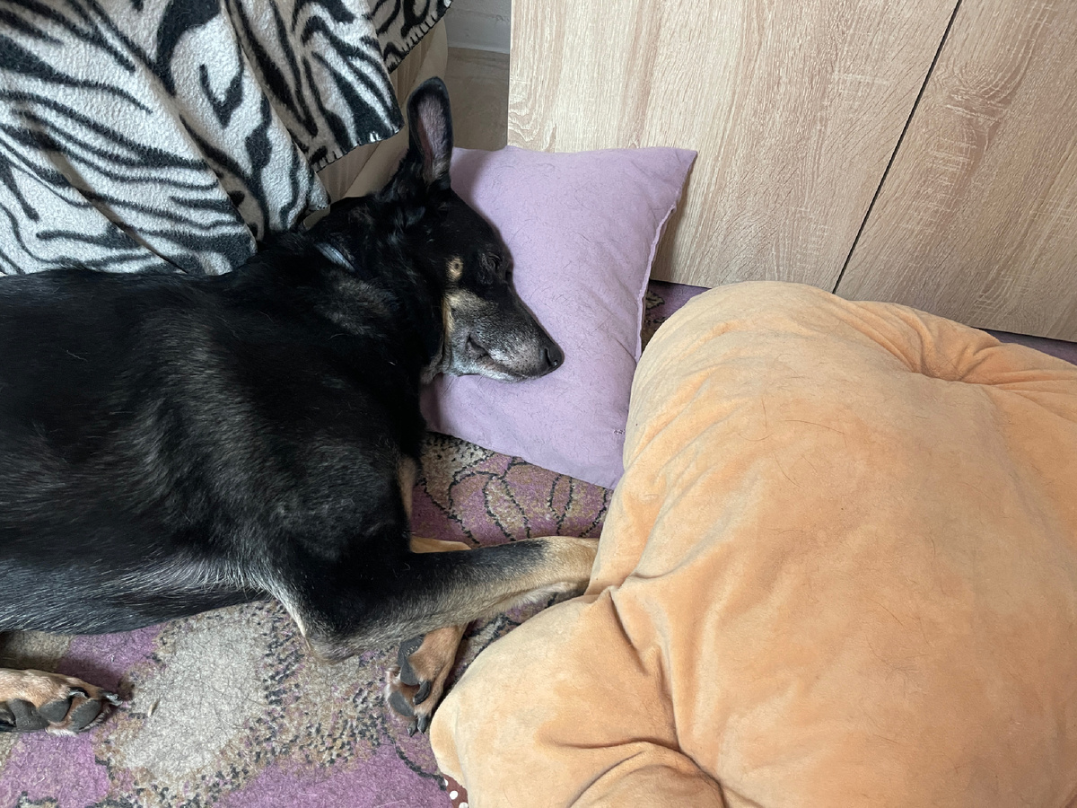 Я лучше дома дома на подушечке или лежачке лишний раз посплю, чем гулять пойду 😊