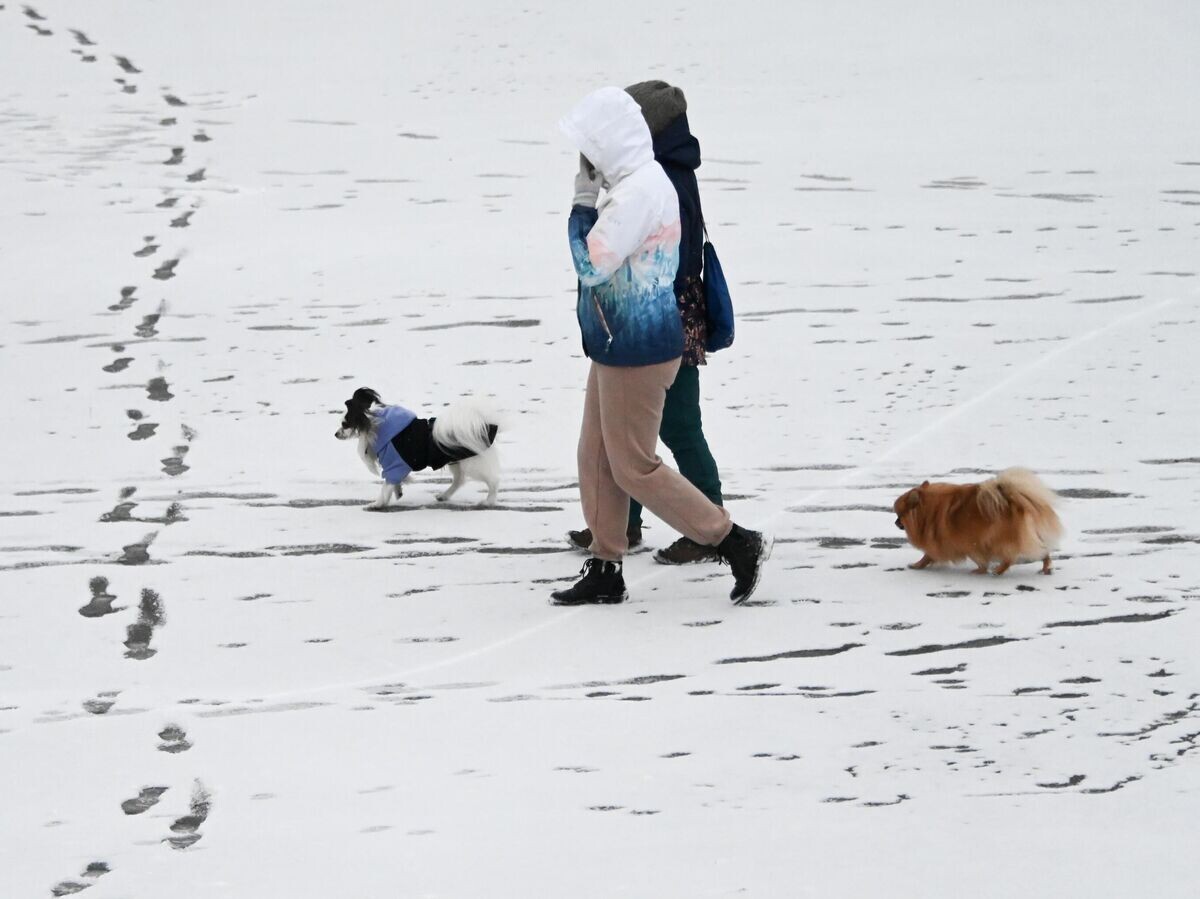    Женщины выгуливают собак | © РИА Новости / Владимир Федоренко