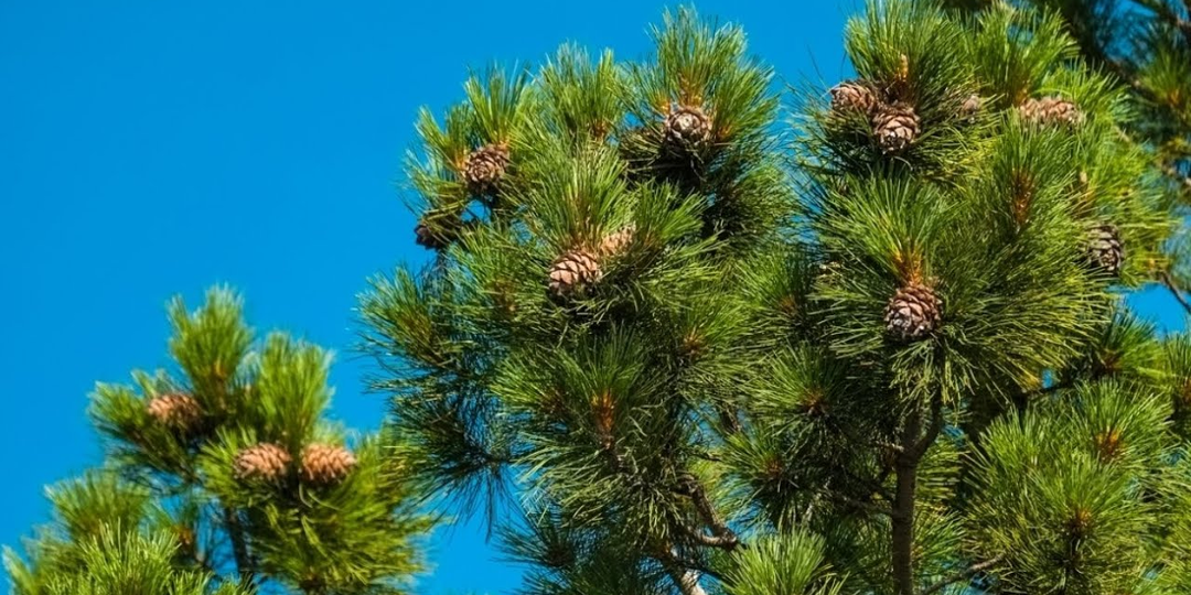 Почему кедры выделяют ароматную смолу