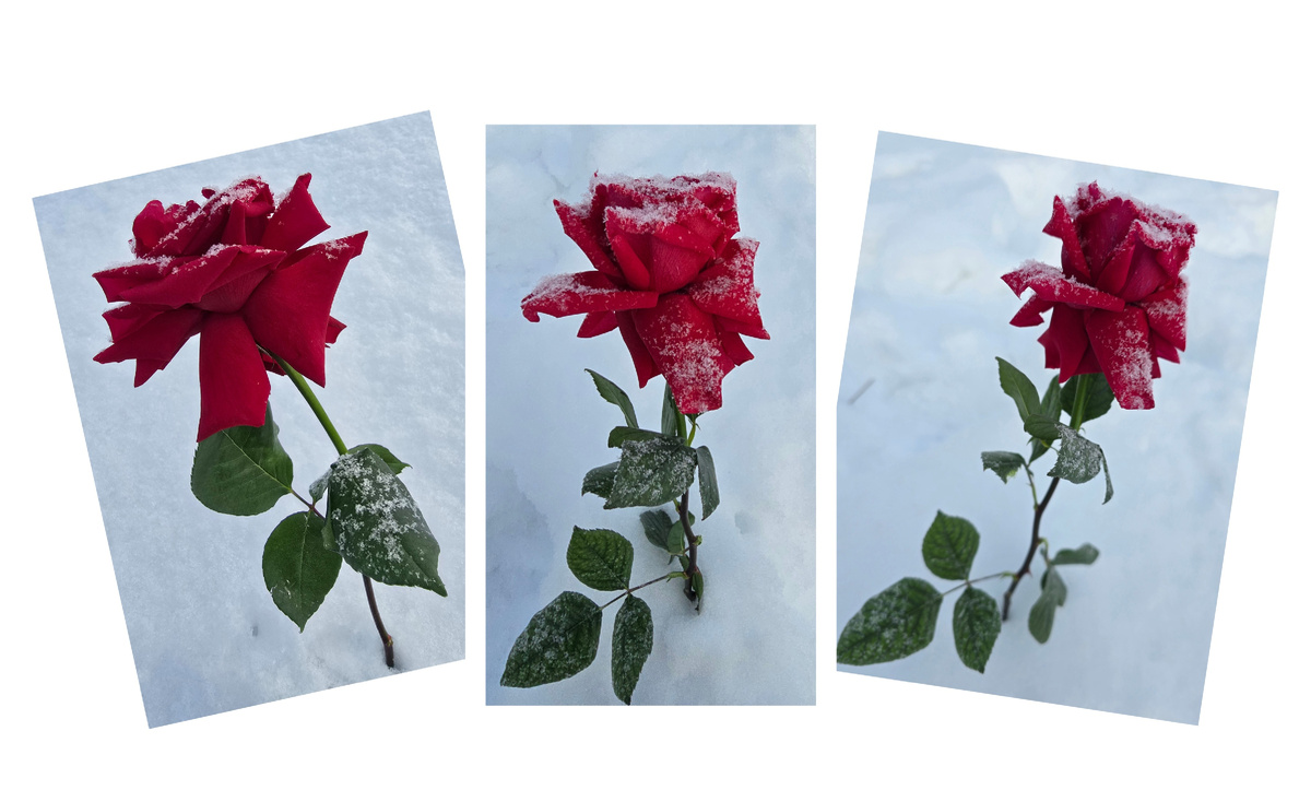 Розы на морозе