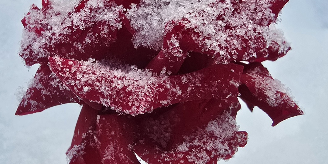 Розы в плену у мороза