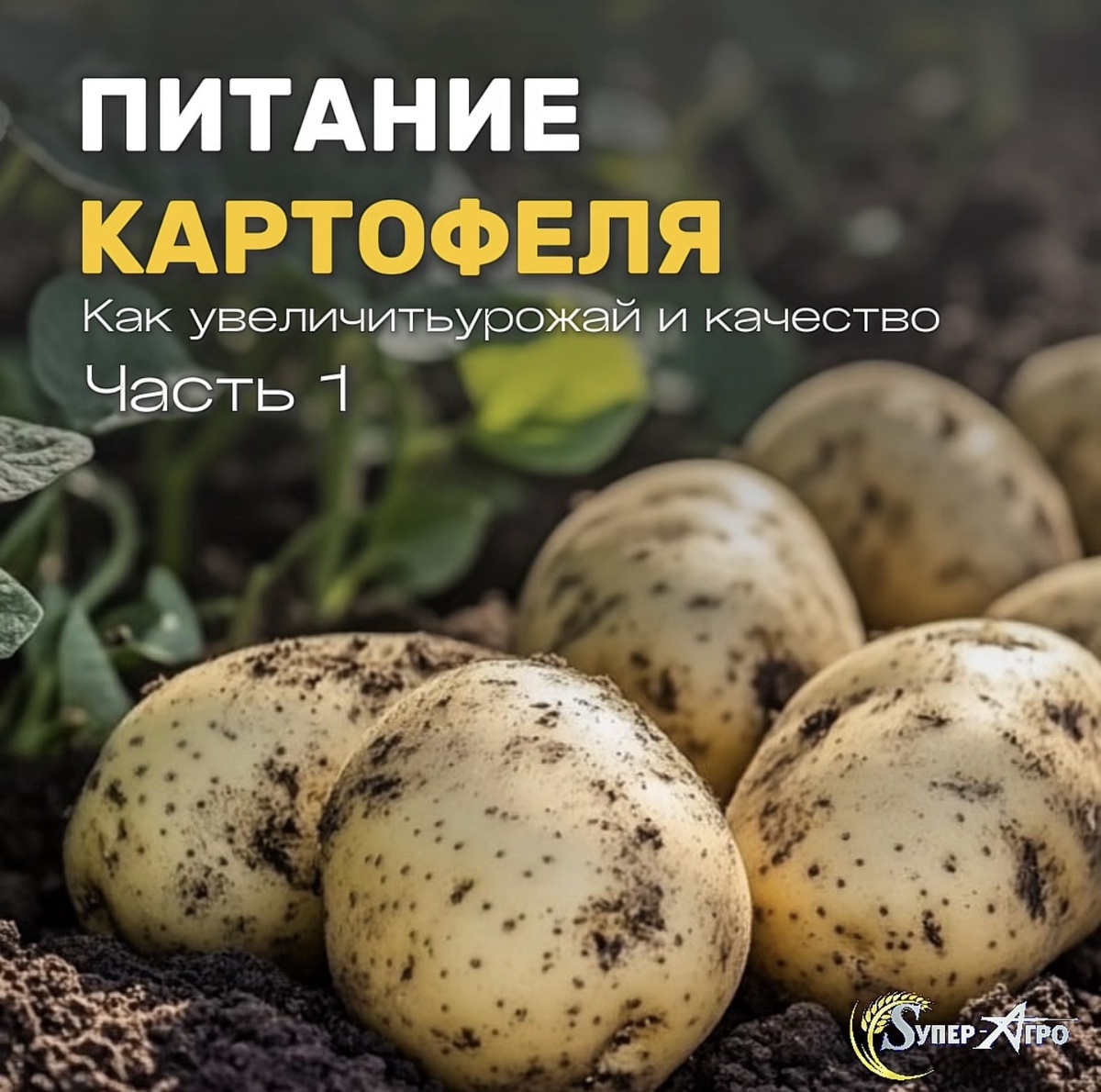 Питание картофеля 