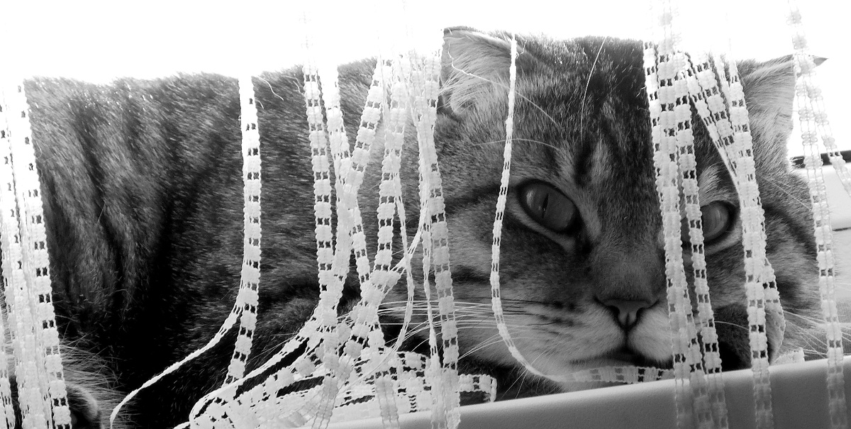 фото автора Panasonic FZ 45