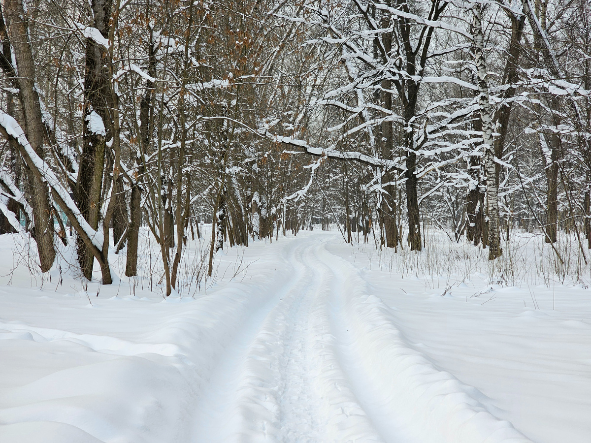 Лес, фото автора