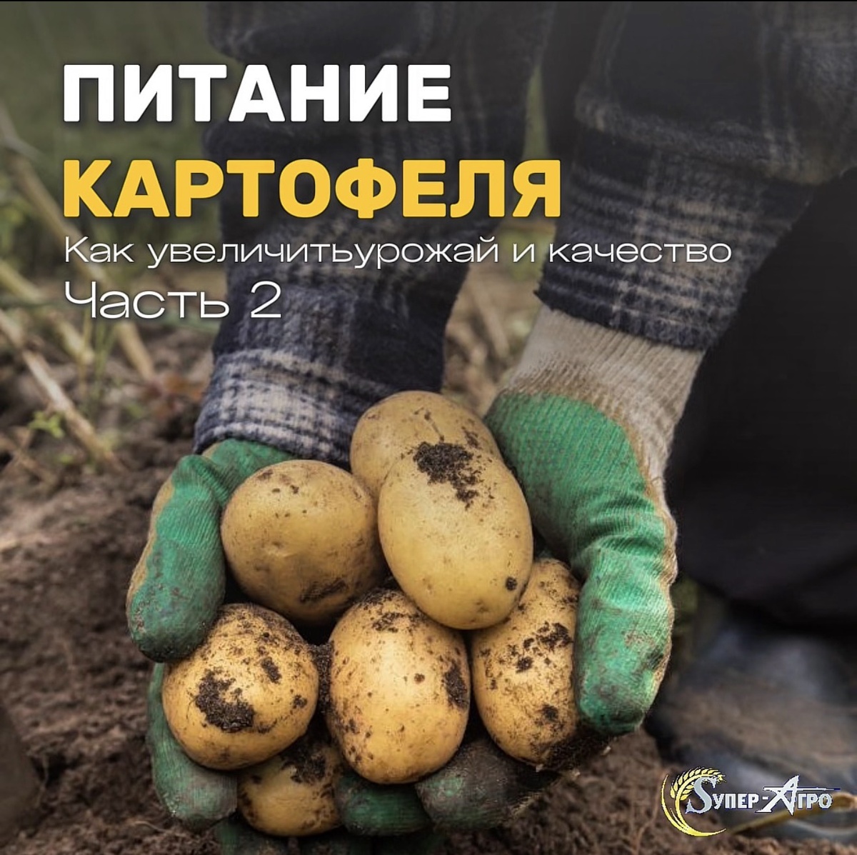 Питание картофеля