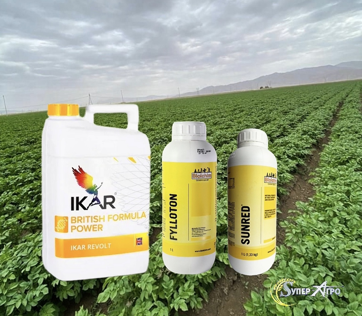 Револт, Филлотон и САНРЕД на картофеле