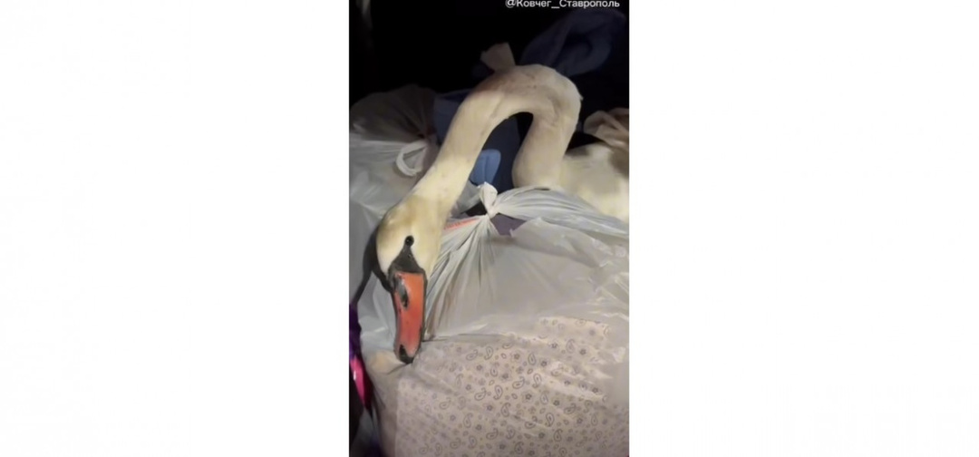 На Ставрополье врач и волонтеры спасли лебедя