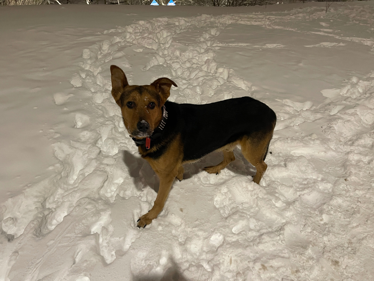 И сегодня я расскажу историю, которая приключилась с моим новым знакомым. Так как мы мало с ним знакомы, его клички не помню, к сожалению. Поэтому пусть здесь он будет Арчи! Но начать нужно с предыстории... 