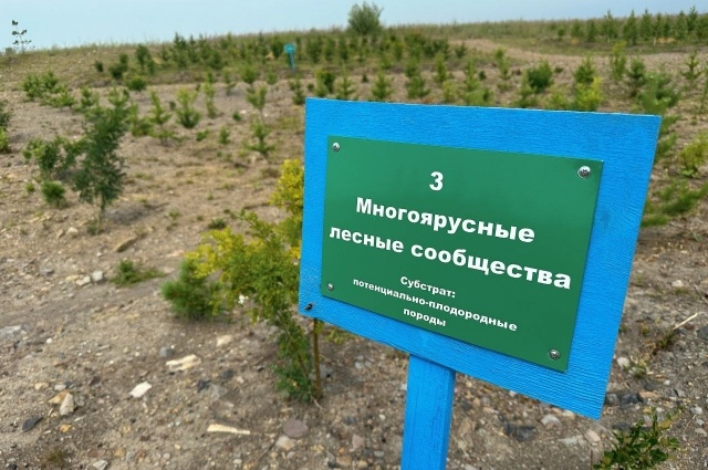    Рекультивация нарушенных угольщиками земель в Кузбассе. Фото: Телеграм-канал Андрея Панова