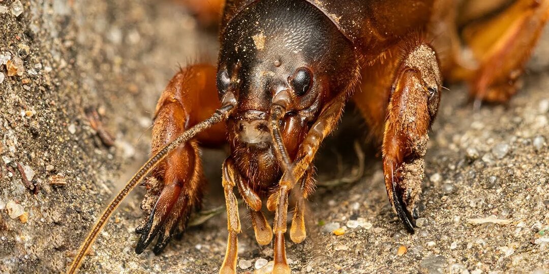 Почему опытные огородники всегда покупают лишнюю бутылку пива: секрет борьбы с медведкой