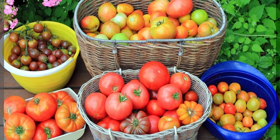 Томаты которые рекомендуют опытные дачники: лучшие сорта и гибриды томатов для теплицы и открытого грунта. Часть 5