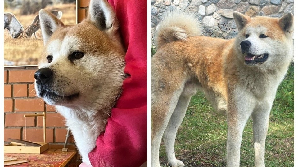 «Полтора года бегал по берегу Малого моря и искал»: пес Хатико несколько лет ждет своего хозяина, который ушел на СВО