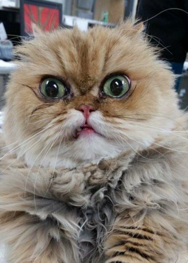 -В смысле, это шапка? Не называйте так моего друга! Это Васька!