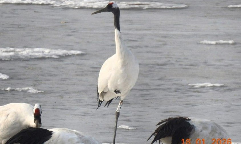 Созданы все условия: как зимует известная японская журавлиха Снежинка в китайском заповеднике Ляохэкоу