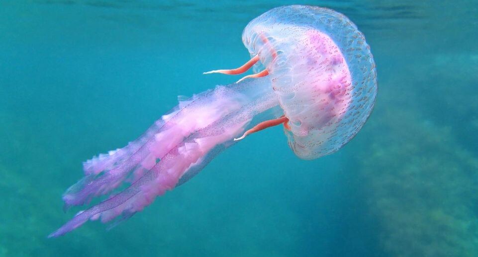    istockphoto.com/Damocean