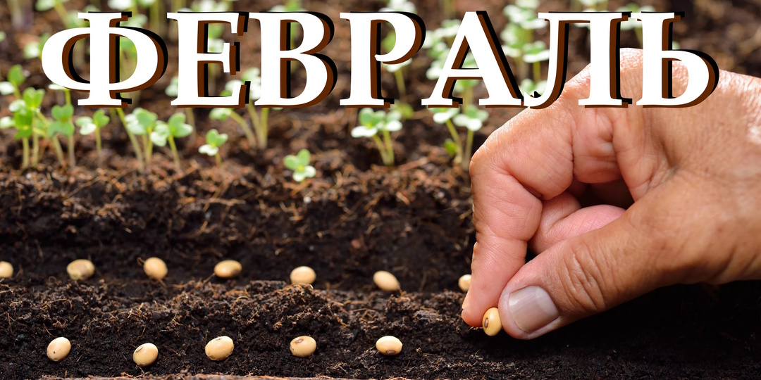 Полная подборка цветов и овощных культур, которые надо сеять уже в феврале
